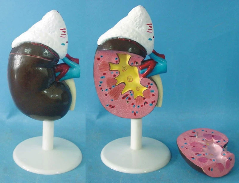 

Human kidney anatomical model Medical human samples Organ anatomical model free shipping