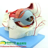 enovo human body sensory apparatus eyeball anatomical model eye tissue model eye medicine eyelid tear gland