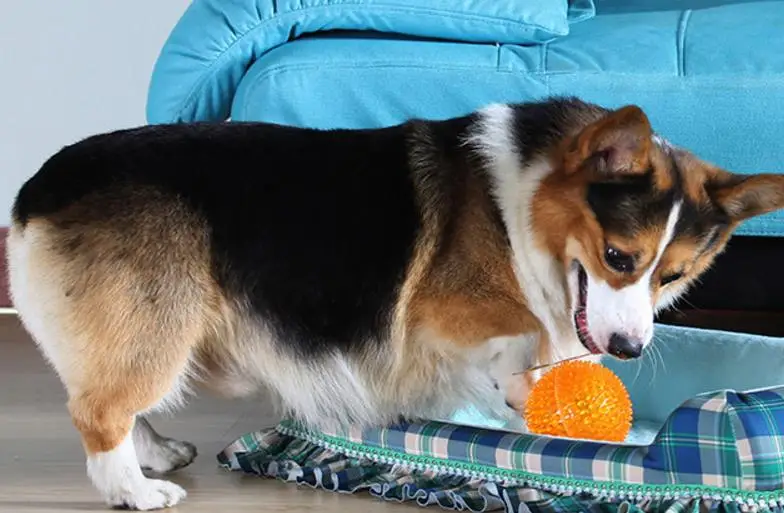 Высокое Качество Смешные Собаки Кричать Игрушки Шары Играть игрушка Жевать