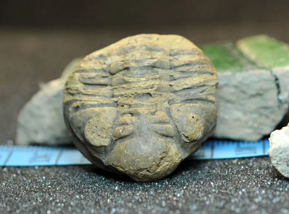 05 collection-level Bolivian Devonian trilobite fossils curl Metacryphaeus sp |