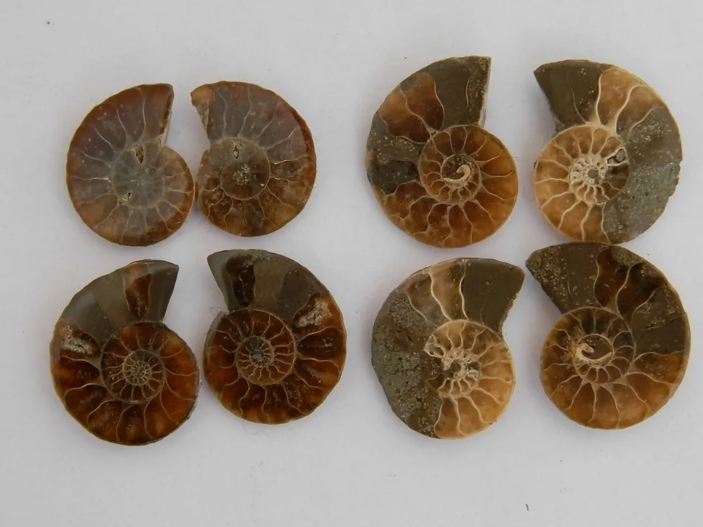 

8pcs FOSSILIZED SNAIL AMMONITE MINERAL FROM MOROCCO ~ MULTI-COLOR FIRE Free shipping