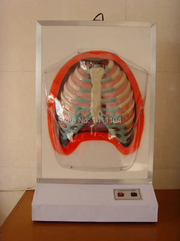 

Free shipping&Human respiratory system model Department of respiration type one,anatomical model