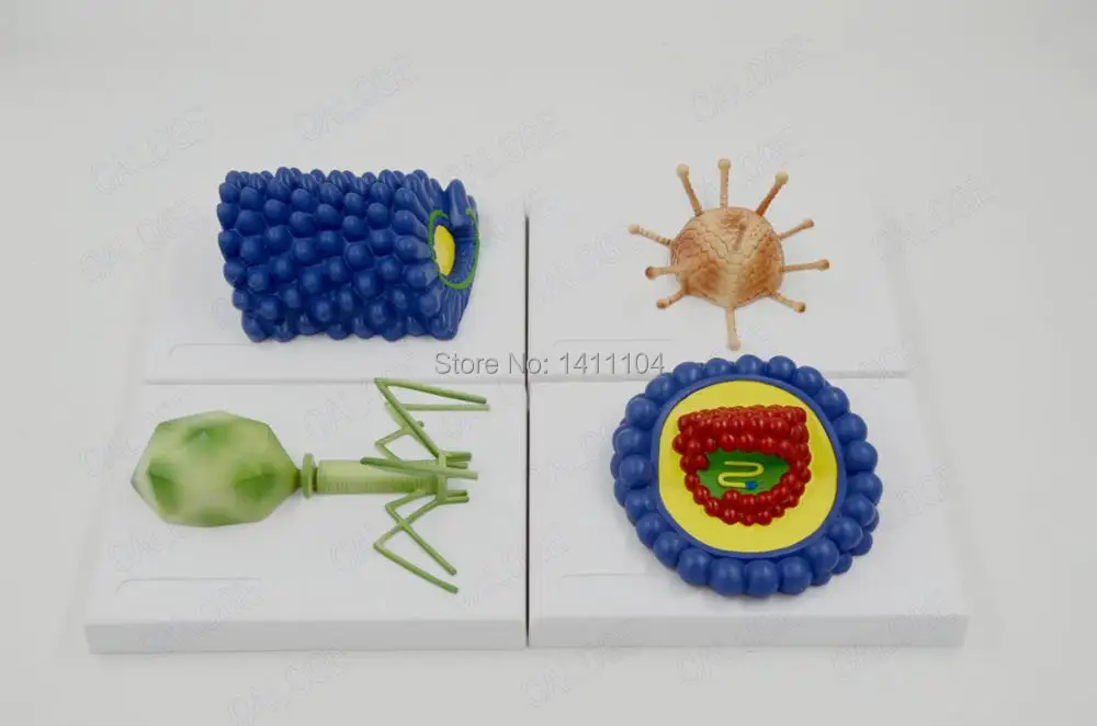 Бесплатная доставка микробиология модель baculovirus adenovirus phage ВИЧ медицинские