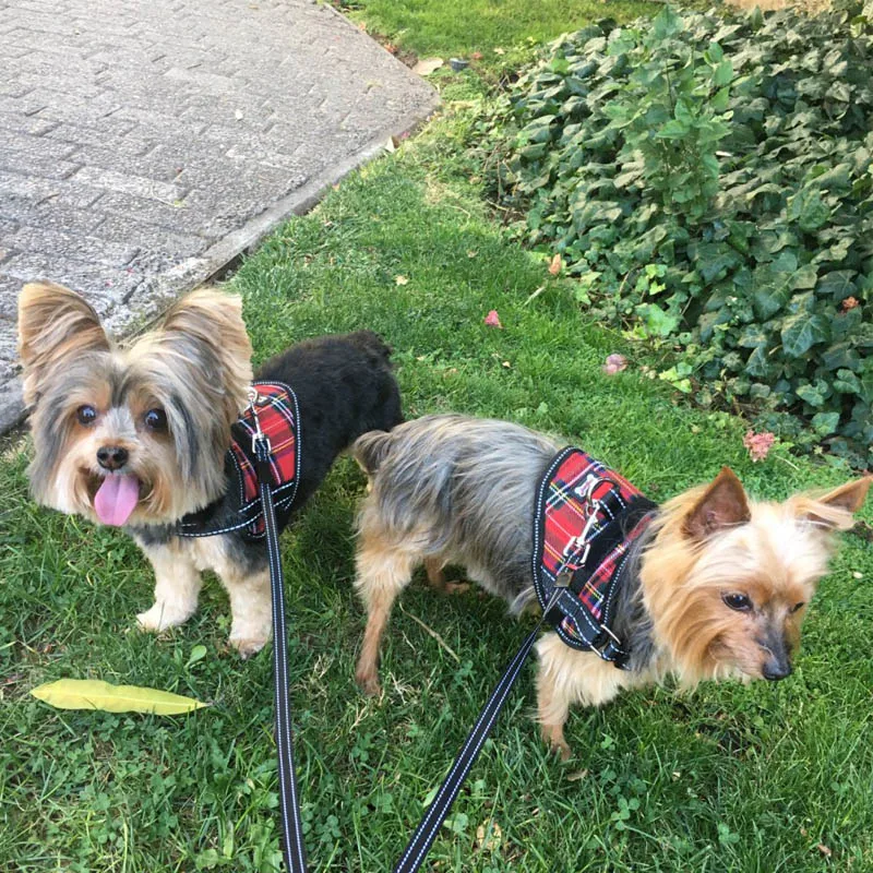 3 вида цветов регулируемый поводок для домашних животных Светоотражающий Жилет