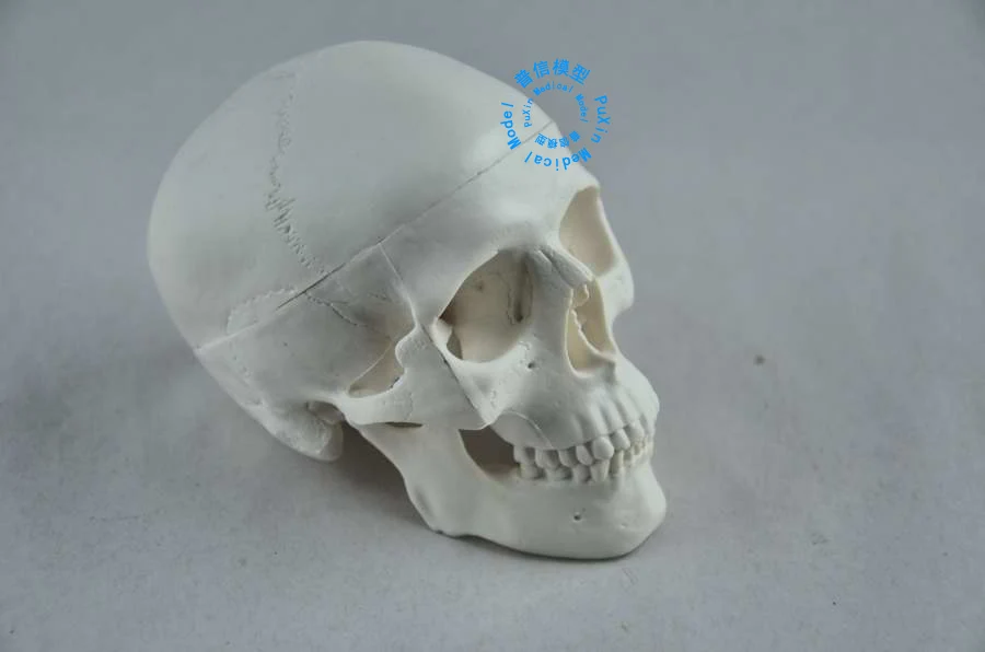 Бесплатная доставка Офисная и маленькая модель с черепом|model human skull|human skull modelskull