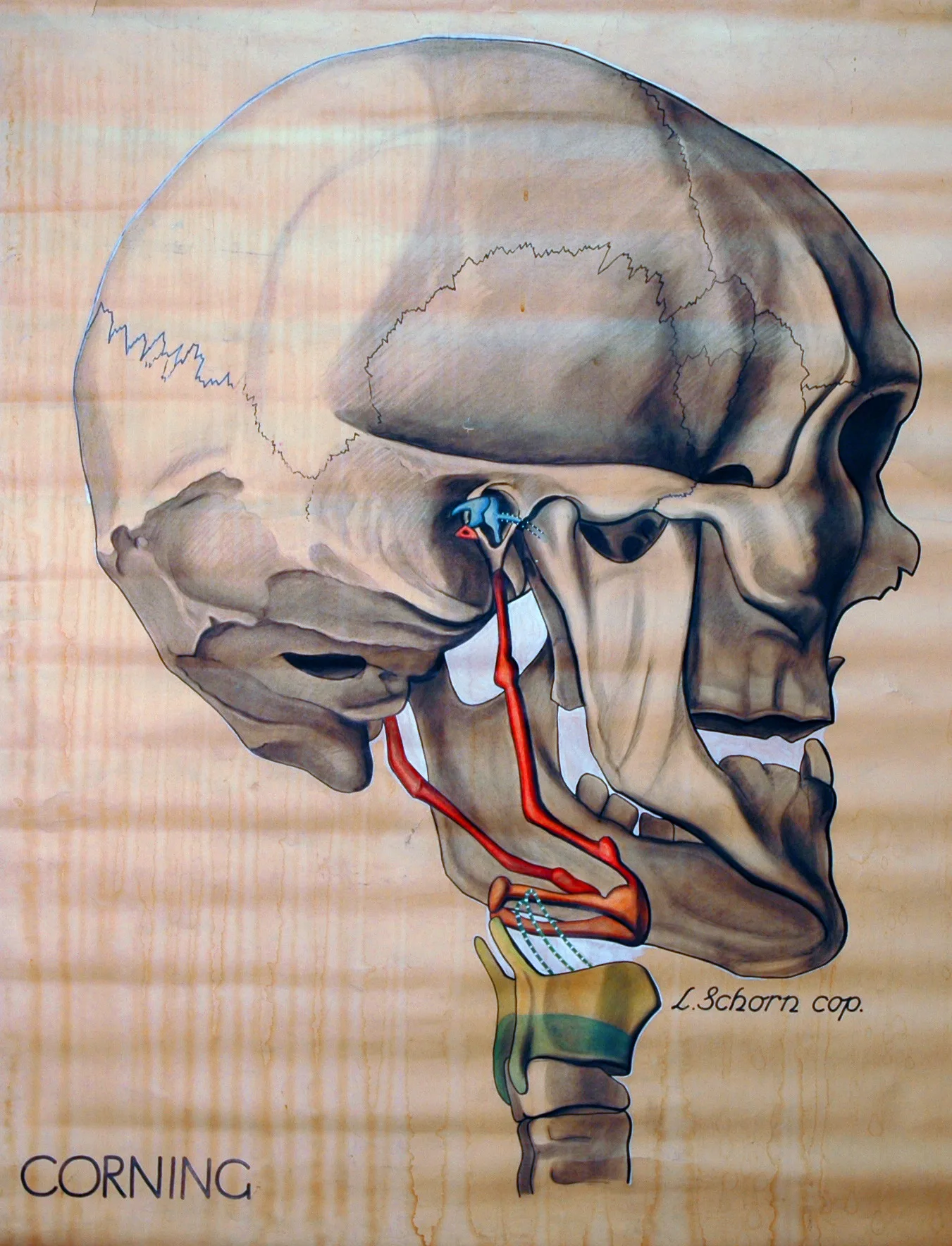 Human Anatomy Maxillary Artery Anatomical Chart Classic Insignia Canvas Paintings Vintage Wall Posters Stickers Home Decor Gift | Дом и сад