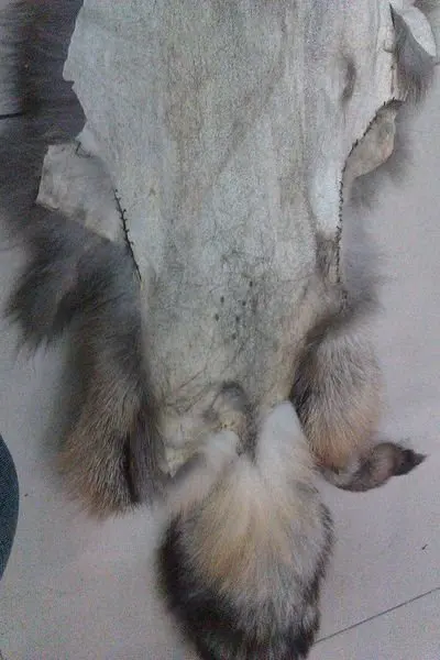 Роскошный тканевый стиль 3 материала кожа Лисий натуральный мех дешевые и