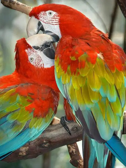 Новинка 2017 года Алмазная мозаика полный алмазов вышивки закат животных попугай