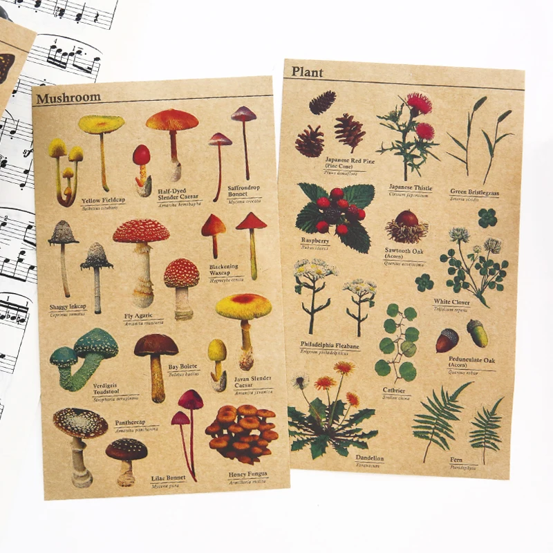 8 шт./лот наклейка из крафт бумаги для обучения фрукты рыба овощи растения