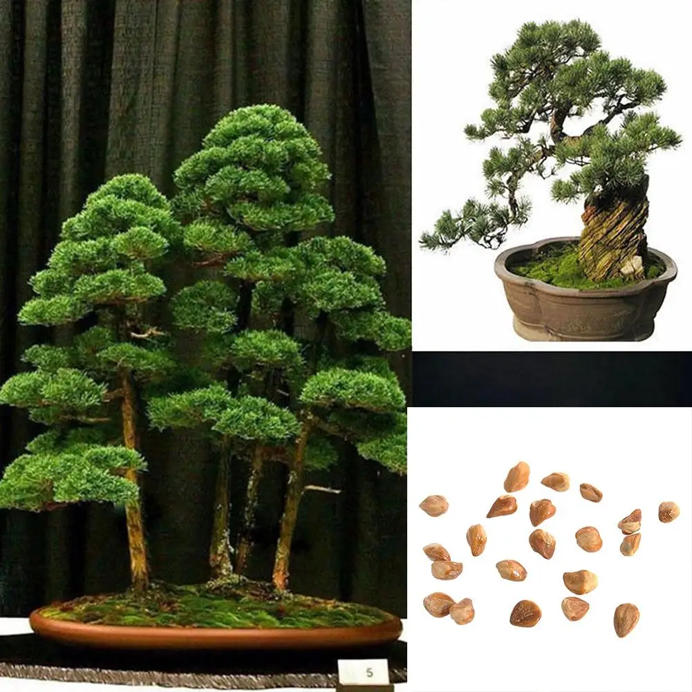 20 шт. японский белый сосновый Pinus Parviflora зеленый набор растений мини дерево бонсай семена Доступные изысканные украшения для дома