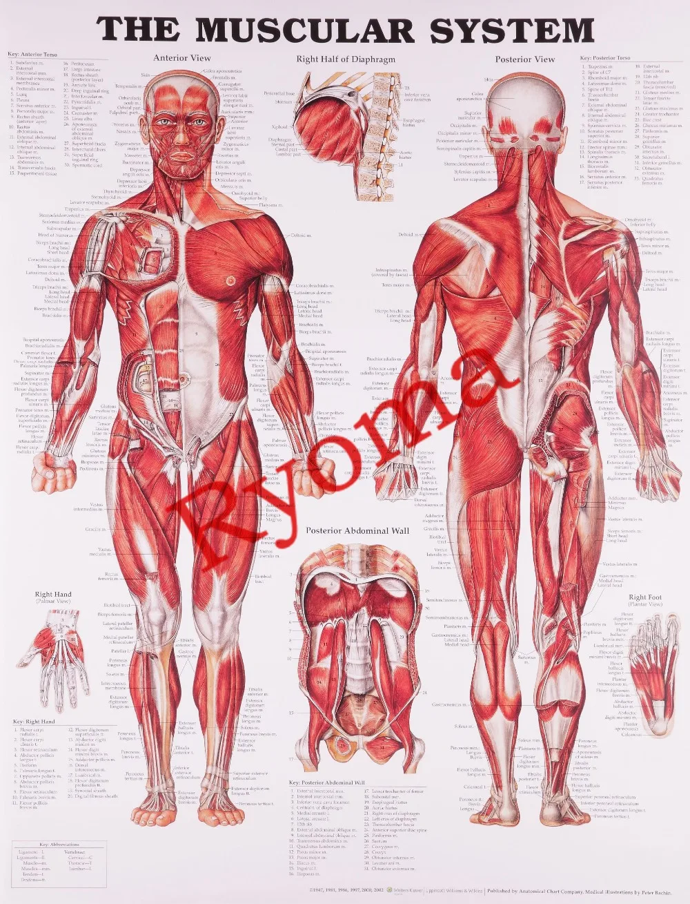 Постеры из крафт-бумаги с изображением анатомии человека | Дом и сад