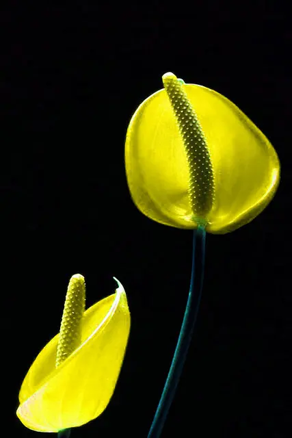 3 шт. современные картины на холсте красный желтый зеленый цветок семена