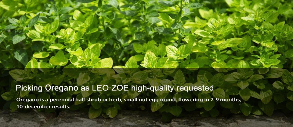 Эфирное масло для душицы, известный бренд, LEOZOE, сертификат происхождения, Ливия, ароматерапия, аутентификация, высокое качество, масло для душицы, 10 мл