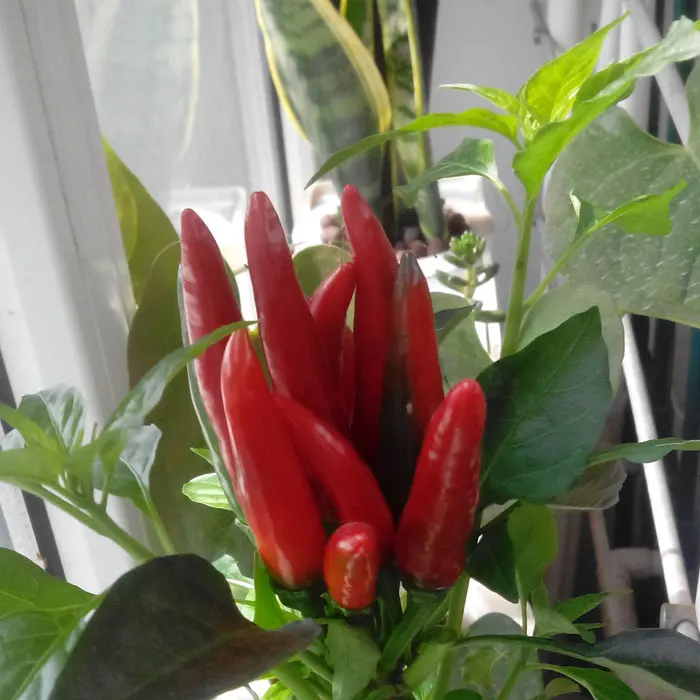 Три набора сделай сам система гидропоники для цветов и овощей без земли техника