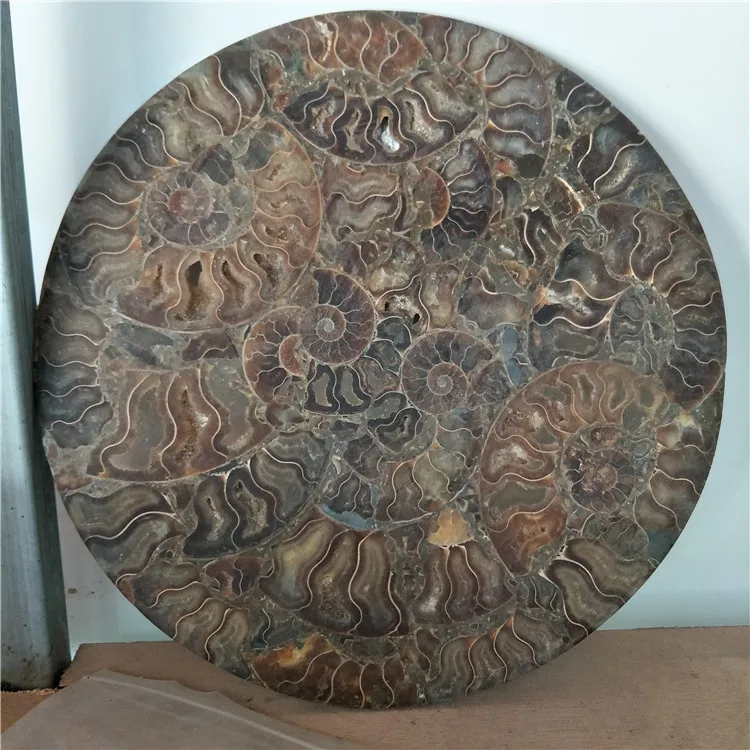 1 шт. жемчужная круглая тарелка nautilus|plate| |