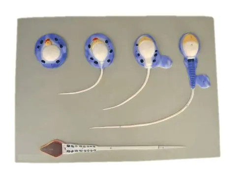 Человеческие презервативы Скелет анатомическая Анатомия 1000 раз увеличенный