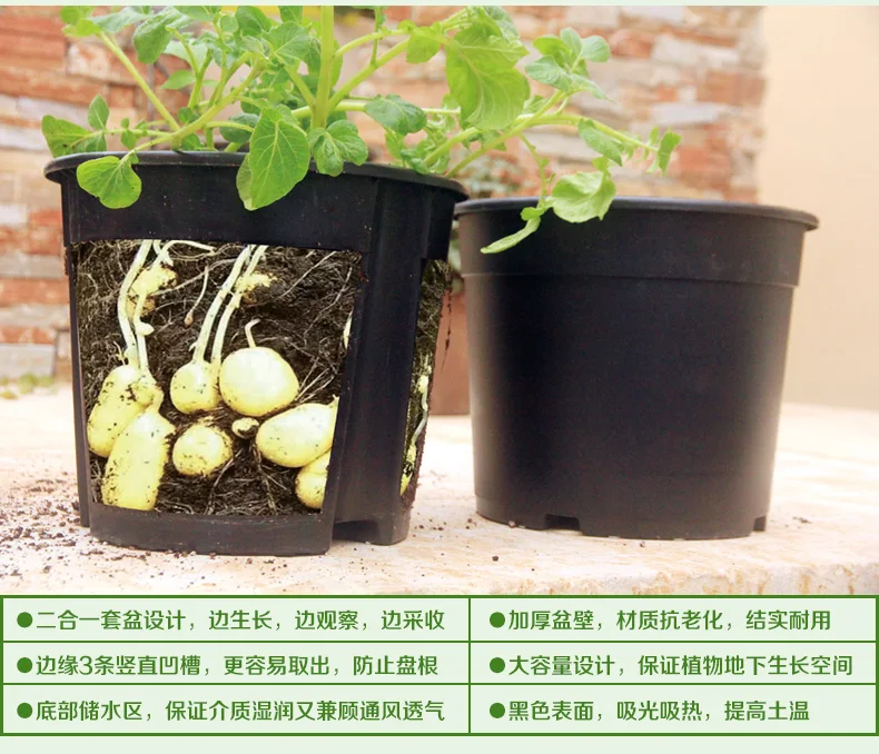 Открытый толстые картофель сладкого картофеля имбирь специально посадки