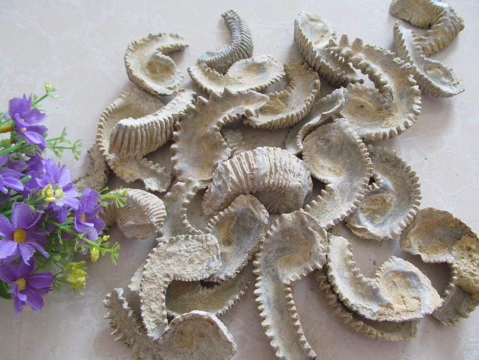 AAAA + натуральной устрицы окаменелости минеральных камня руды Gems камень грубые