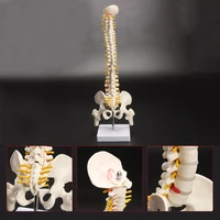 45cm flexible 11 adult lumbar bend spine model humans skeleton model with spinal disc pelvis model used for massage yoga etc