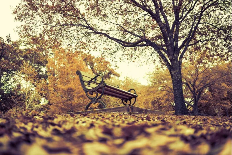 3D фрески на заказ парки Осенние скамьи деревья природные обои для отеля