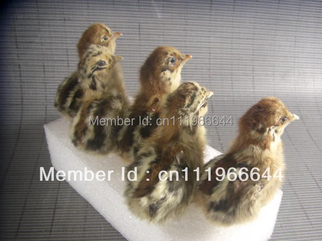 Taxidermy настоящая цыпленка Цыпленок 5 штук милая птица | Дом и сад