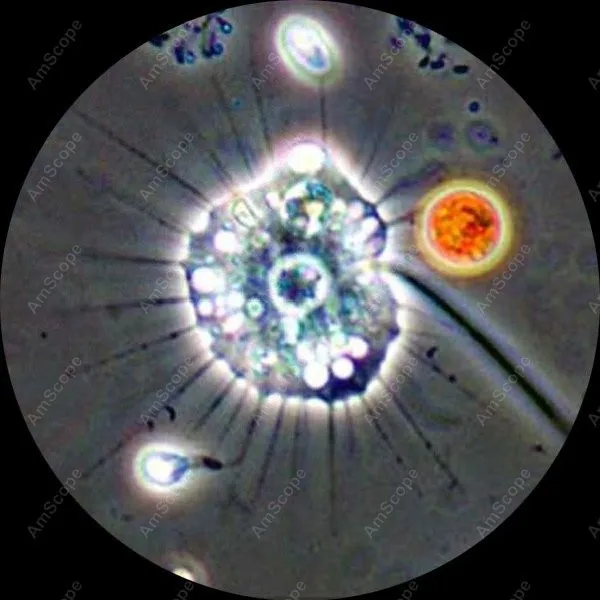 Револьверный контрастный бинокль микроскоп -- AmScope принадлежности фаза