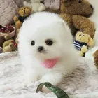 Полноразмерная Алмазная 5D картина сделай сам с изображением животных, собаки, 3D вышивка крестиком, мозаика, набор для украшения дома, подарок, белая собака