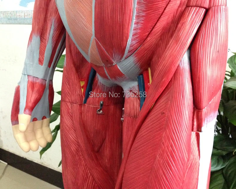 Мышечная модель тела пробоя Мышц Человека мышечной анатомии ISO 170 см|muscle anatomy|human