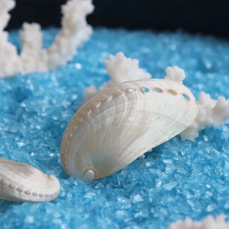 Бесплатная доставка (10 шт./лот) ракушка Ослика натуральная и украшение для дома