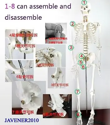 170 см Мужская анатомическая модель естественного размера с подставкой|anatomy