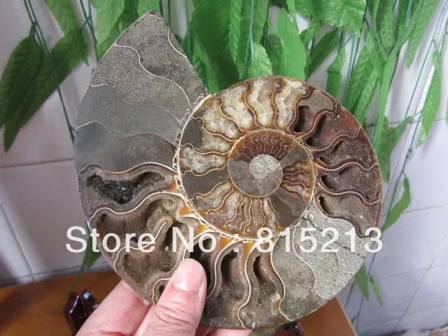 00661 HUGE Madagascar Pretty Pair Slices Polished Split Ammonite Fossil | Дом и сад