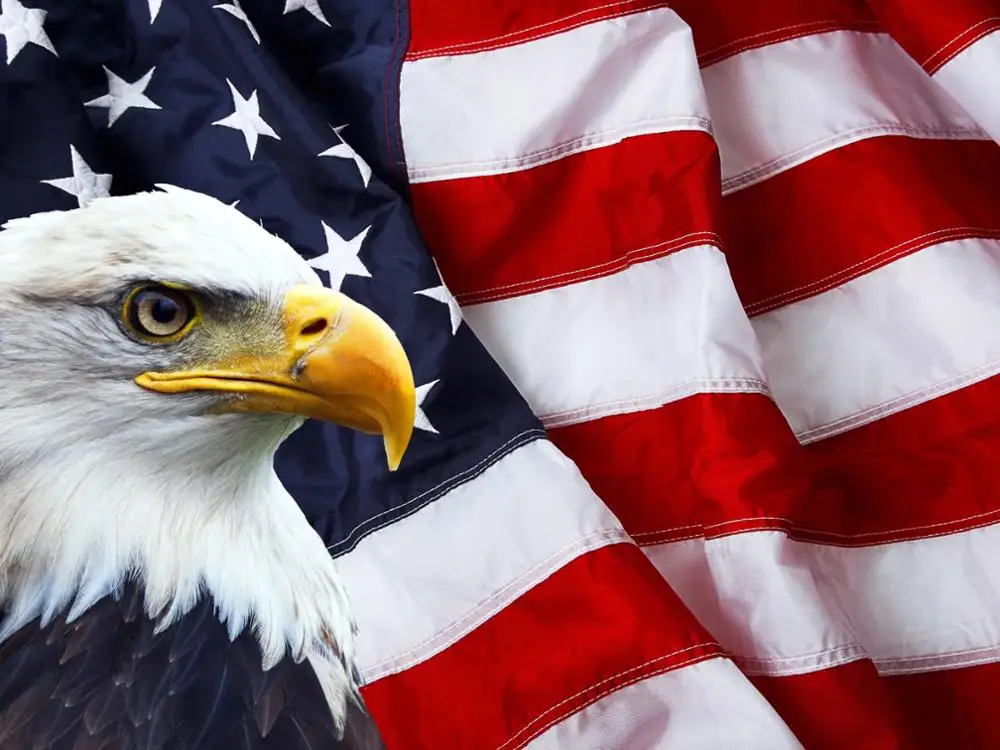 Картина с изображением американского Орла|Алмазная мозаика и вышивка| |