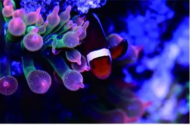 NEMO coral lamp Немо светильник Аква морской коралловый риф аквариум управляемый Светодиодный светильник 18 Вт воды и травы растений лампа. Пресной воды лампа - Цвет: NEMO coral lamp