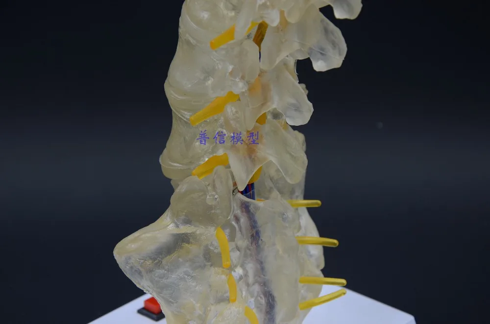 Бесплатная доставка модель позвоночника медицинский светящийся креативный