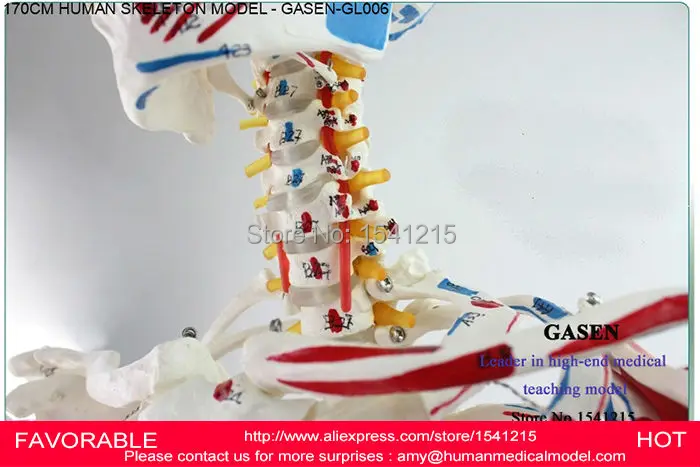 Человеческий анатомический 170 см мышечный скелет модель передового тела