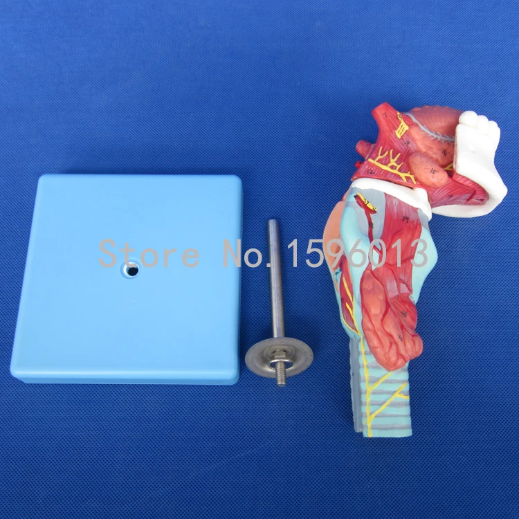 Популярная модель анатомического ларинкса с таунгом и зубами | Канцтовары для