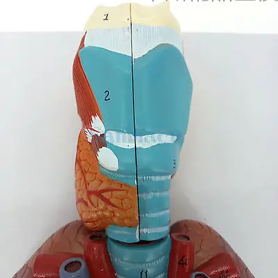 Модель дыхательной системы человека 7 частей гортани легких сердца