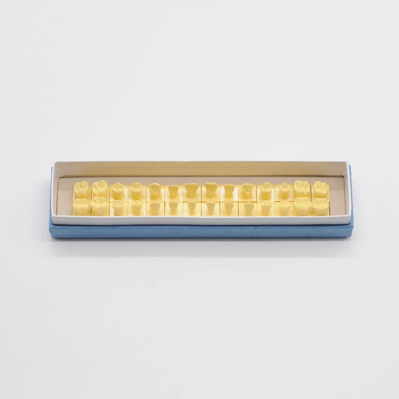 Стоматологическая 1:1 модель для перманентных пластиковых зубов базовая