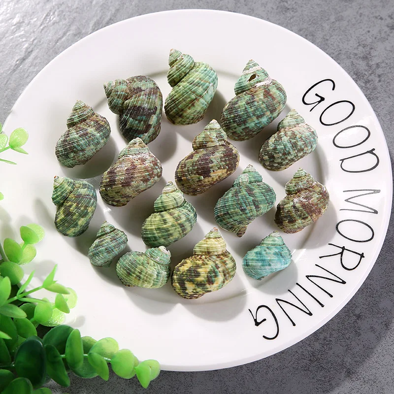 Happy Kiss 30pcs 2-3cm Sea natural conch green sea shell decorates aquarium to place article | Дом и сад