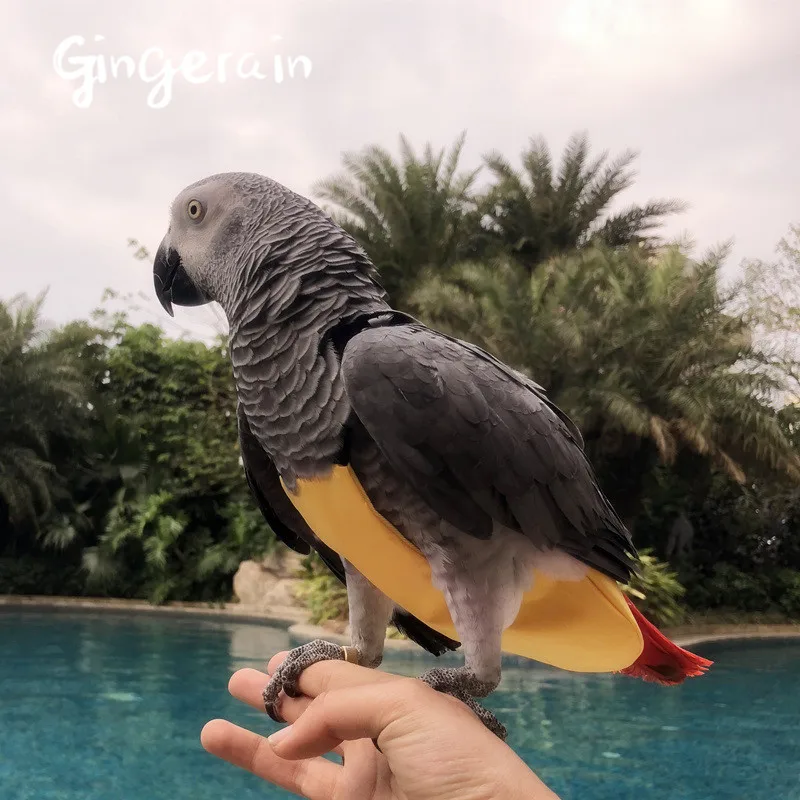 Gingerain одежда с птицами попугай одежда пеленки Радуга Сахар ручной работы на заказ одежда с птицами пеленки радуга сахар