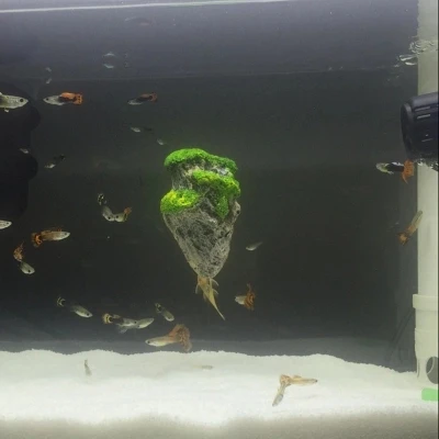 

Aquarium decorative aquarium landscaping simulation resin pumice floating rockery "Avatar" suspended suspended rock