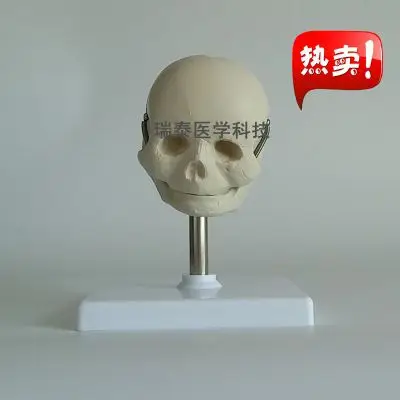 

human model baby's skull model plastic cement free shipping