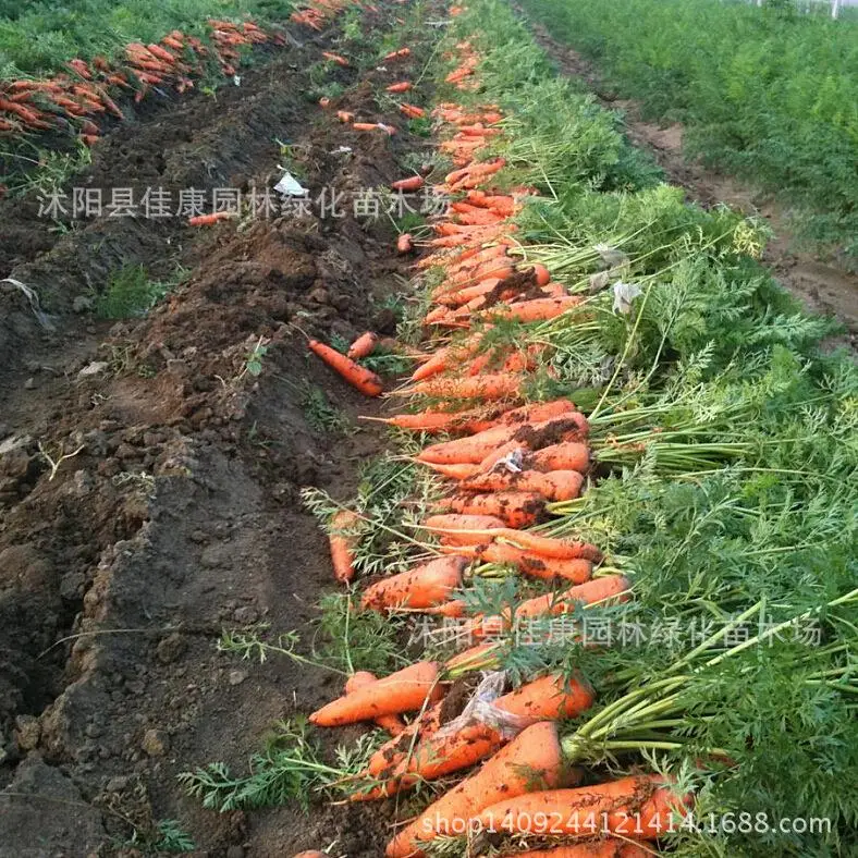 vegetable bonsai collected Luobojinding fragrant red radish carrot plant beetroot real shot 200g / Pack |