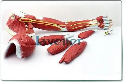 Человеческие анатомические мышцы рук анатомия верхней конечности медицинская