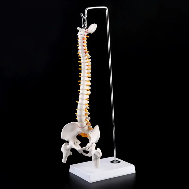45cm Flexible Human Spinal Column Vertebral Lumbar Curve Anatomical Model Anatomy Spine Medical Teaching Tool