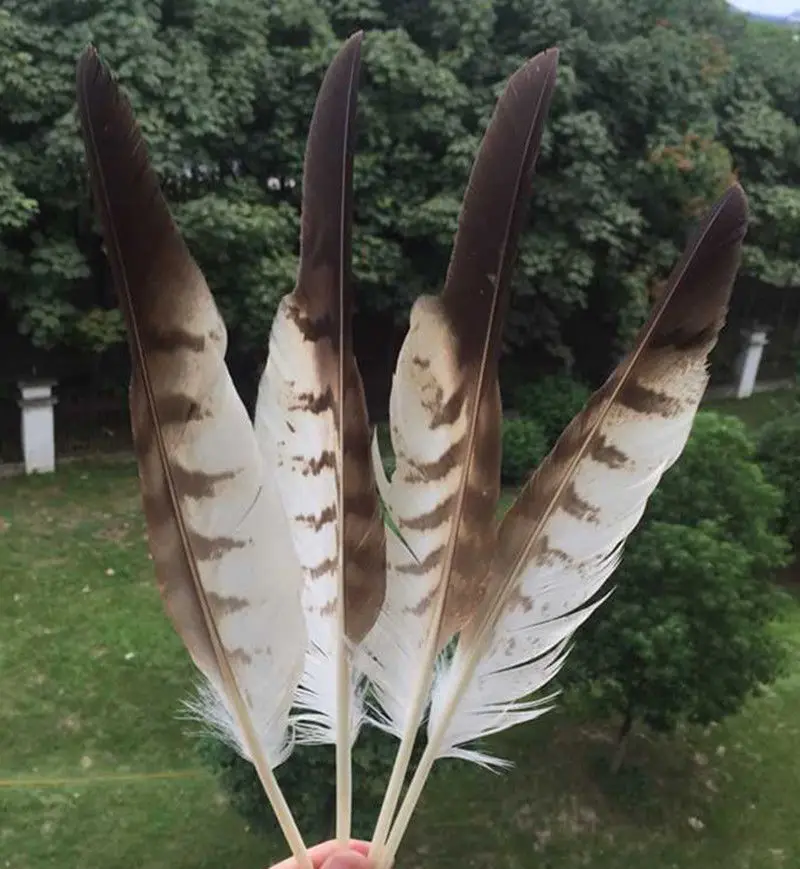 

Free shipping beautiful 10pcs 20-35cm Long rare pheasant feathers DIY Pheasant Eagle feathers