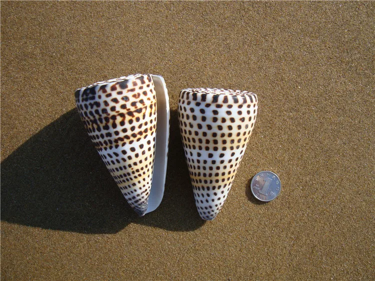 

6-9cm Natural Craft Corn Taro Conch Seashell Sea Snail Aquarium Fish Tank Ornaments Accessories Home Wedding Decoration