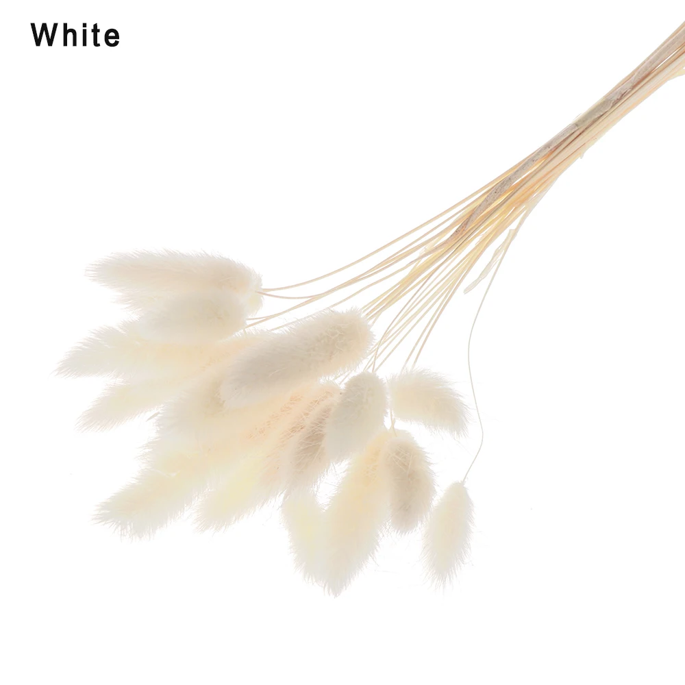 white Новинка, 20 шт., кролик, хвост, трава, Натуральные сушеные цветы, искусственные украшения, Цветочная композиция, лагурус оватус, настоящая трава, букет, реквизит - Цвет: white