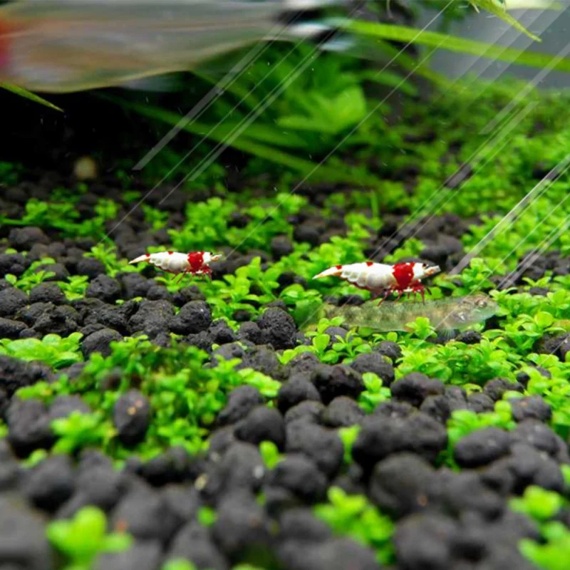 Аквариумные семена Hemianthus Callitrichoides, трава для воды, мини-лист, живое растение, украшение для аквариума, ландшафтный орнамент
