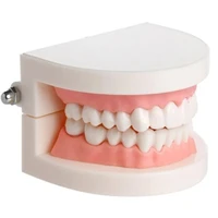 dental model small tooth mold dental supplies kindergarten tooth brushing teachin g model medical sciencel